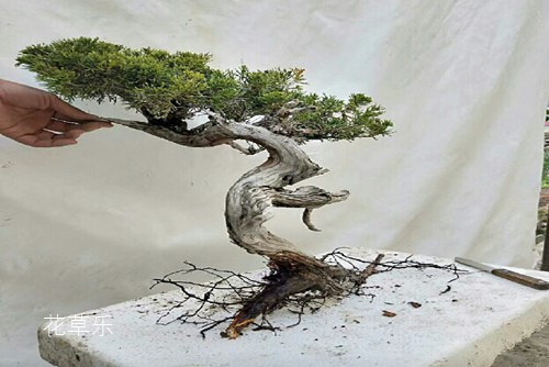 楼顶如何养好真柏，在真柏养护过程中有什么具体要求