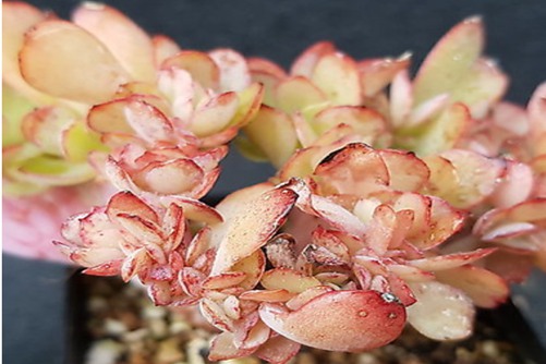 天使的翅膀多肉养殖方法，愿作天使的翅膀守护在你身边