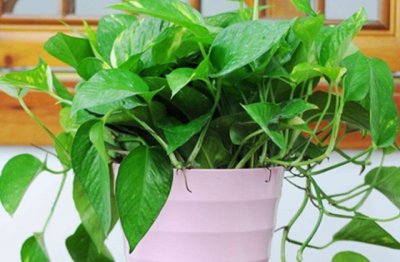 绿萝黄叶的应对方法