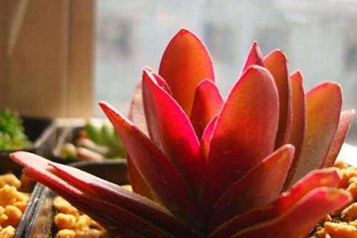 火祭的养殖方法 火祭怎么养才会变红而且不徒长