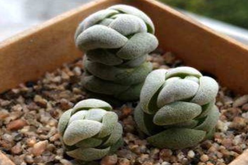 多肉植物托尼怎么养？托尼，萌蠢可爱的多肉