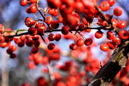 五味子的副作用，服用五味子注意这些下面4点