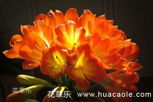 君子兰开花有什么寓意，君子兰不开花怎么处理