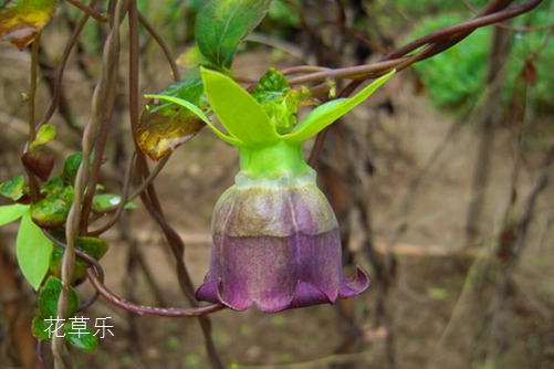 既是“催乳能手”又是“山菜之王”的羊乳花怎么养？