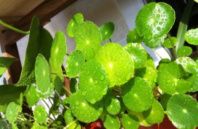 铜钱草修剪后怎么养护