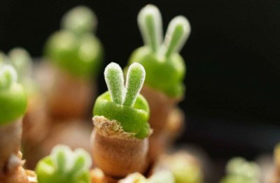 多肉植物在家里怎么养