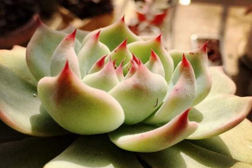 红爪多肉植物的养殖，红爪怎么养才能成为“带刺的莲花”