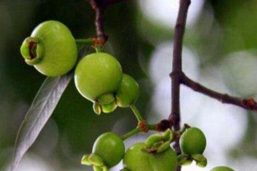 水葡萄怎么吃？水葡萄 你也是这样吃吗