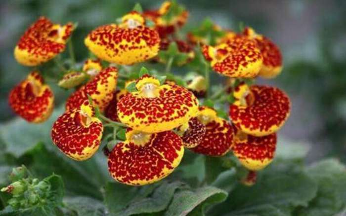 蒲包花图片 蒲包花易爆盆，种阳台似花海