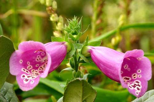 毛地黄的功效和作用，毛地黄不仅花靓而且还是治病良药
