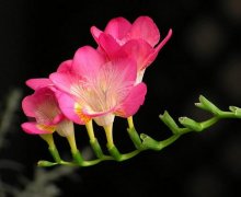 香雪兰花语于香雪兰传说