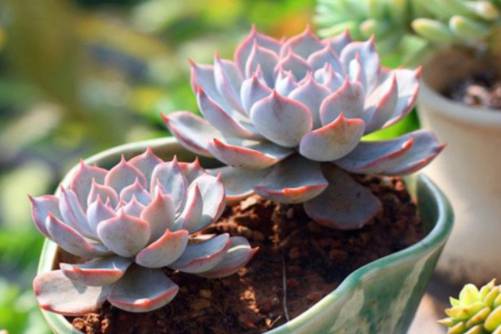 大型多肉品种介绍，多肉界的大个子