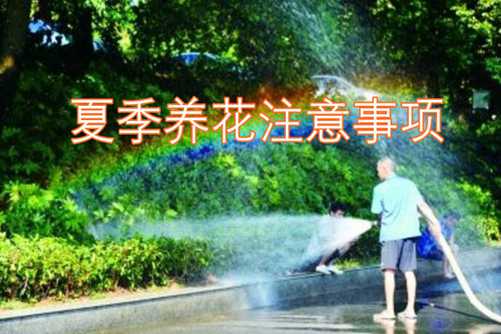 夏季养花,浇水和遮阳非常重要,尤其是这6点