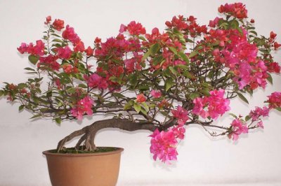 三角梅冬天怎么养？三角梅冬季养护管理办法