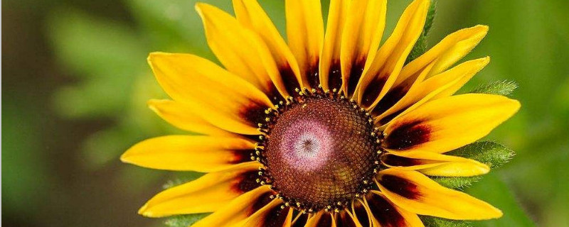 黑心金光菊花语