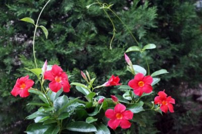 飘香藤怎么养才长得好长得茂盛