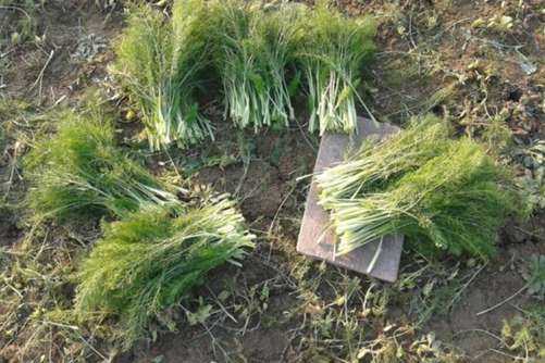 孕妇能食用茴香苗吗？掌握了这两点孕妇也能放心吃茴香苗