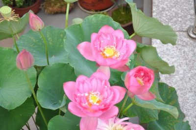 碗莲种子怎么种？碗莲的种植方法