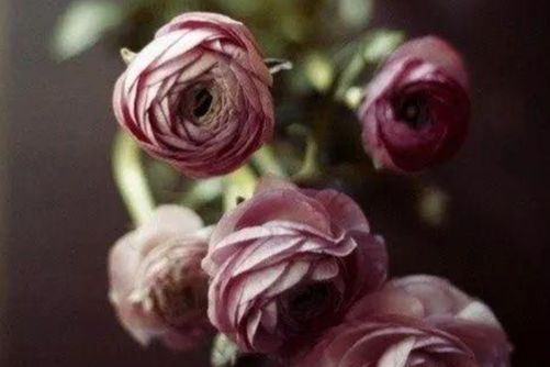 花毛莨的花语是什么？花毛莨 你是我见过最美的备胎