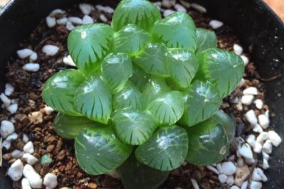 多肉植物玉露怎么养才能饱满才会透