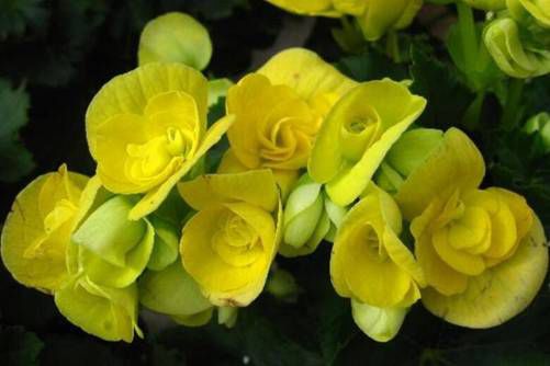 玻璃海棠花图片，只恐夜深花睡去 玻璃海棠未曾眠