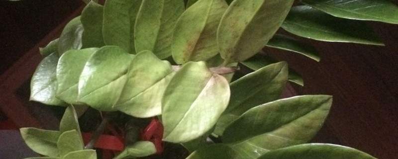 金钱树怎么移植花盆