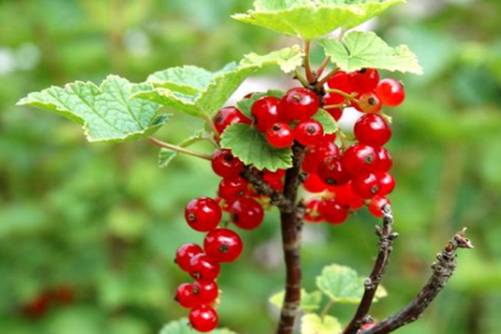 醋栗的食用方法和营养价值介绍，吃吃醋栗更健康