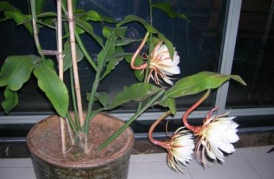 昙花有毒吗 昙花的花朵可以吃吗