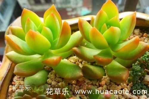 多肉怎么养 多肉黄丽的种植及养护管理