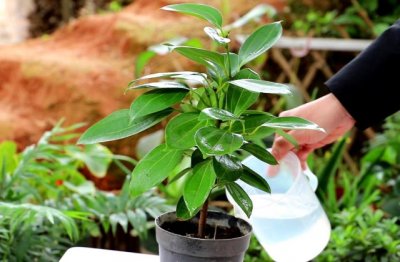 养好平安树的方法