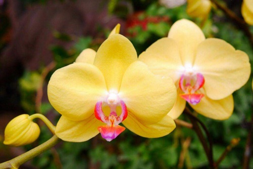 蝴蝶兰花语大全,蝴蝶兰图片欣赏