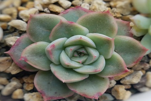 月亮仙子的养殖方法，偏偏仙子，留恋人间