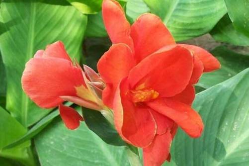 美人蕉根茎怎么吃？逆天了 美人蕉根茎居然可以吃