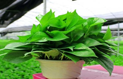 春天绿萝怎么养？春天绿萝怎么爆盆有妙招