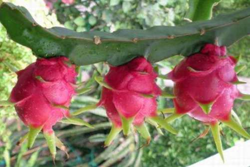 过年走亲戚买什么水果？送这些水果实惠、还让亲戚对你刮目相看