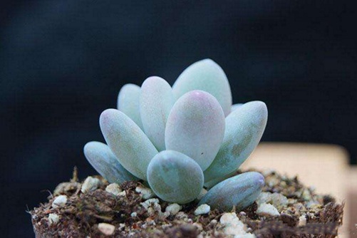 白美人多肉怎么养，白美人多肉的养护做到这几点才会白白胖胖