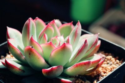 花月夜怎么养？多肉植物花月夜的养殖方法和注意事项