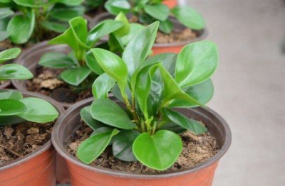 花里出来了好多小黑飞虫怎么办