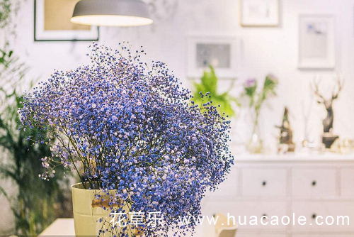 甘愿做配角的爱，只愿在你身边-满天星花语及传说