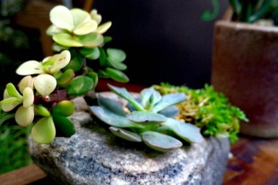 多肉植物夏天怎么养？
