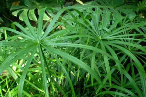 旱伞草的养殖方法和注意事项，旱伞草不光好养还可以做盆景哦