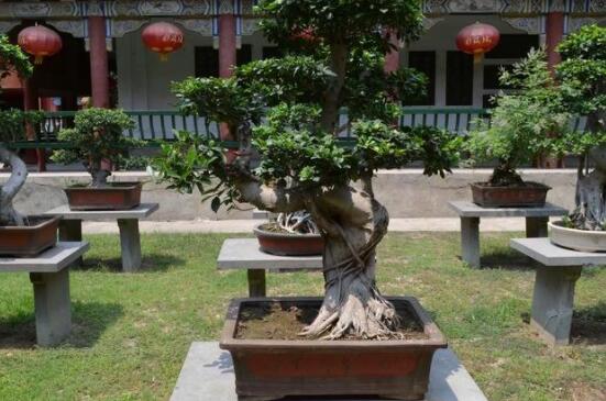 榕树怎么养长得快，做好五个要点生长郁郁葱葱/根系健壮