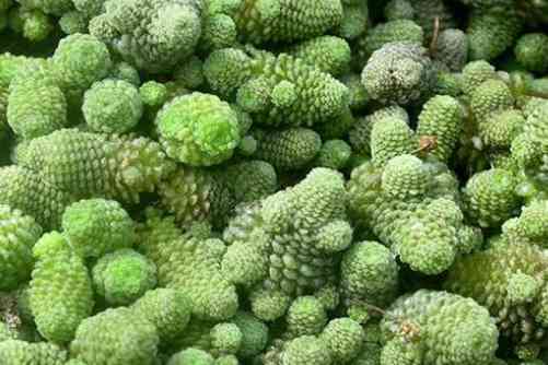 魔南景天图片，魔南潜幽草 景天拥美居