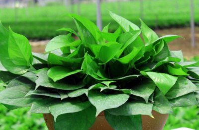 怎么养好绿萝 养好绿萝的方法