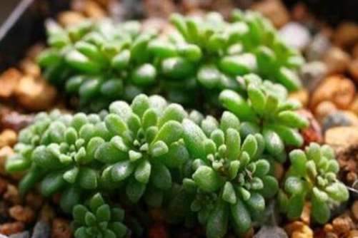 魔南景天可以药用？是真的吗？小编来告诉你