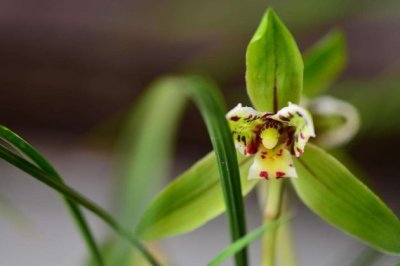 寒兰的养殖方法和注意事项