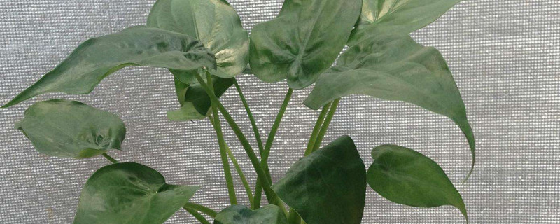 滴水观音如何修剪