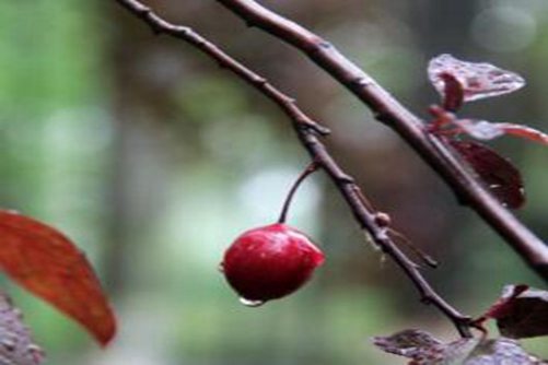 紫叶李的果子能吃吗，能吃，但是要注意这些