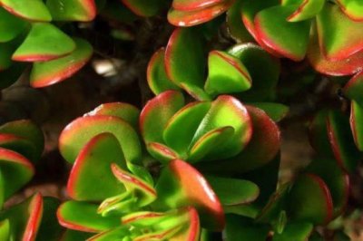 玉树冬天怎么养？多肉植物玉树的养殖方法和注意事项