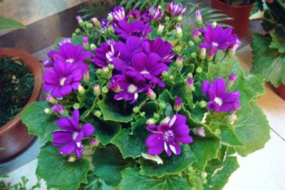 瓜叶菊的养殖方法和注意事项